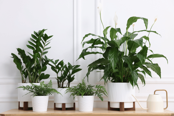Plantas de interior: cómo elegirlas, ubicarlas y cuidarlas con criterio decorativo